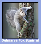 Delmarva fox squirrel