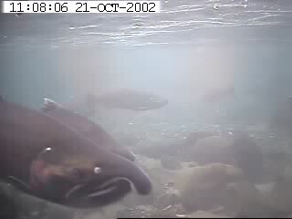 Returning Adult Salmon