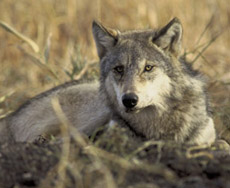 Gray wolf.  Credit: John and Karen Hollingsworth / USFWS