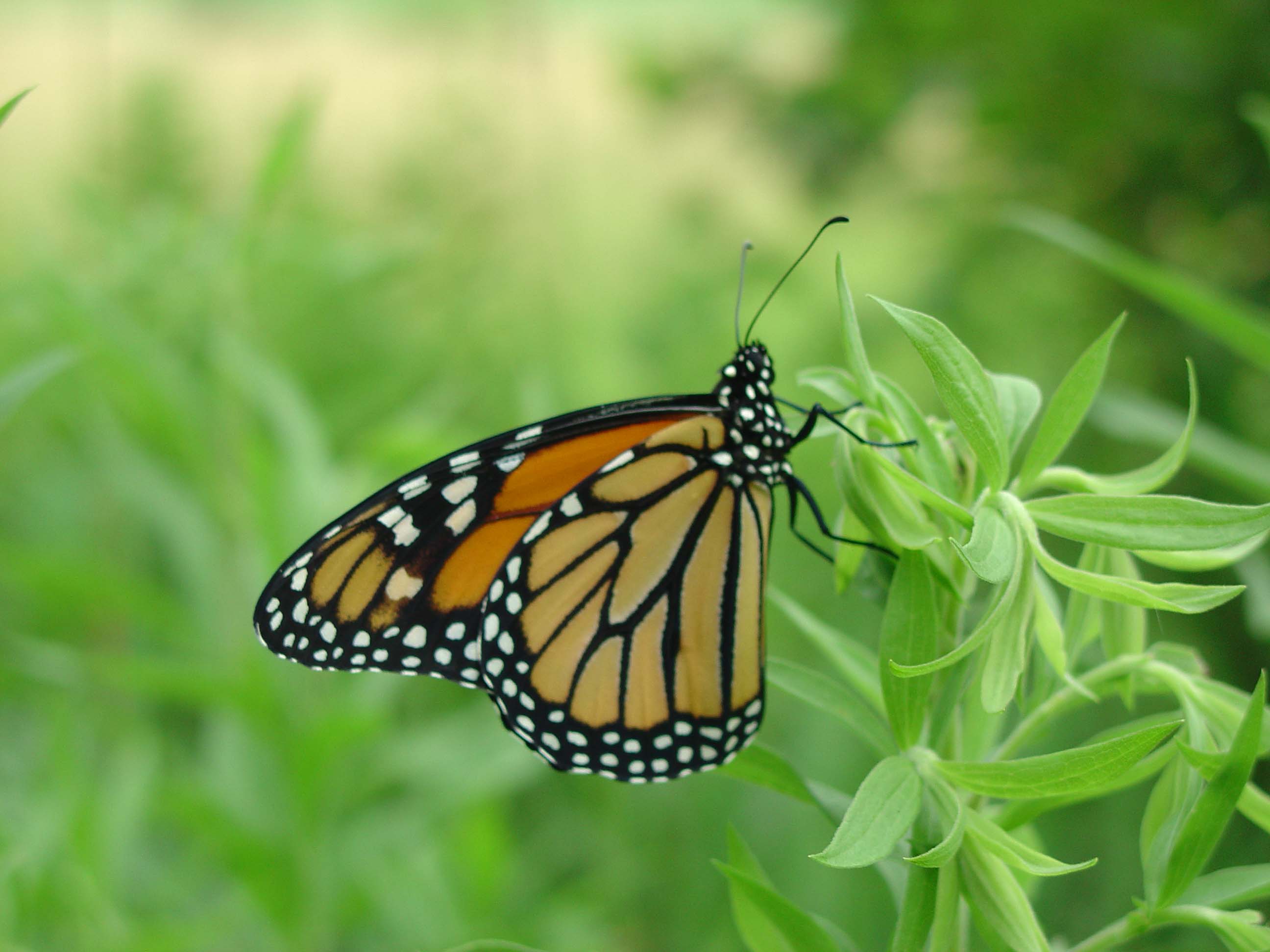 Close view of male Monarch butterfly on green plant. 