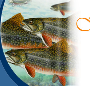 Brook Trout (Salvelinus fontinalis);Range: US, Canada, South America, originally north east United States, Arctic to Georgia to Mississippi River