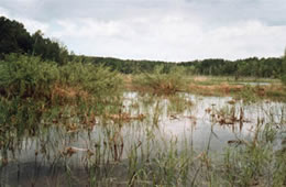 restored wetland