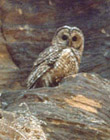 photo of mexican spotted owl perched on rocks