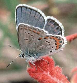 karner blue butterfly