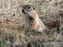 image of Washington Ground Squirrel
