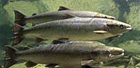 Atlantic salmon. Credit: National Marine Fisheries Service
