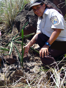 FWS Biologist Cristina Adorno with the Endangered Culebra Island Cactus re-introduced in a PFW project in Culebra, PR. Photo USFWS.