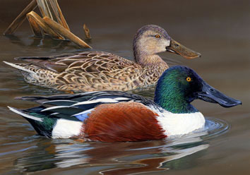 Northern Shoveler- Gerald Mobley, Oklahoma