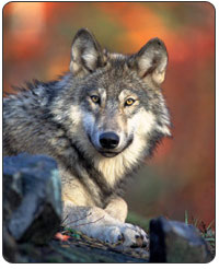 Gray Wolf. [FWS Photo: Gary Kramer]