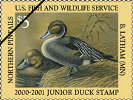 Junior Duck Stamp