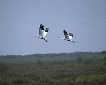 Whooping Cranes