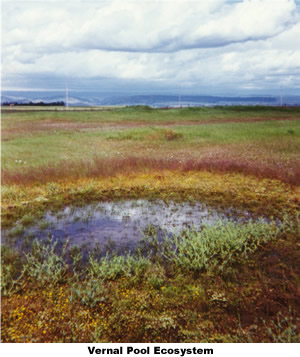 Vernal Pool Ecosystem