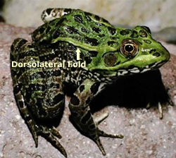 Chiracaua Leopard frog Photograph