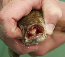 photo of Northern snakehead's mouth showing teeth