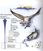 Image that shows how DDT moves thru the food web.