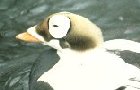 Spectacled Eider