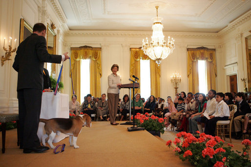 Mrs. Laura Bush welcomes the Westminster Kennel Club's 2008 Best in Show winner, Uno, Monday, May 5, 2008 , to the East Room of the White House. White House photo by Shealah Craighead
