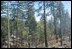 Trees in thinned forest survive fires unharmed and renewed