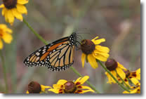 Monarch butterfly