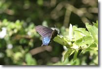 Pipevine Swallowtail Butterfly