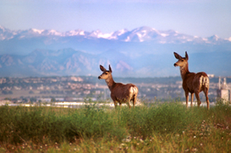 Photo Credit: USFWS