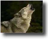 Photo of the gray wolf