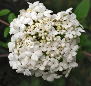 Viburnum Nantucket flowers Poster