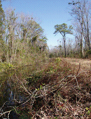 Great Dismal Swamp National Wildlife Refuge 