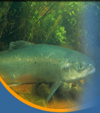 Atlantic Salmon: (Salmo Salar) - Atlantic salmon are generally bluish black on the back and silvery on the sides. X-shaped spots appear on the upper portion of the body. The head is small adn the upper jaw usually does  not extend past the back of the eye.