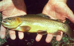 Apache trout