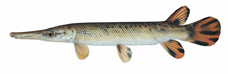 gila  trout