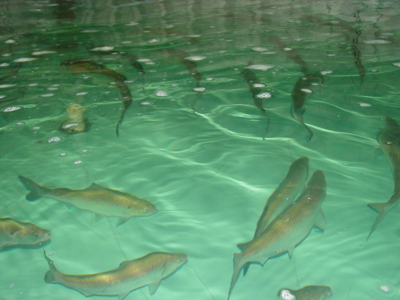 American Shad swimming in holding tank