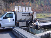 Truck loading fish