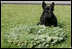 Barney sits next to a Christmas wreath on the South Lawn of the White House waiting for the decorating to begin, Tuesday, Nov. 28, 2006.