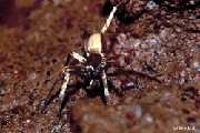 kauai cave wolf spider picture
