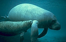 manatee picture