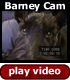 Barney Cam: Play Video