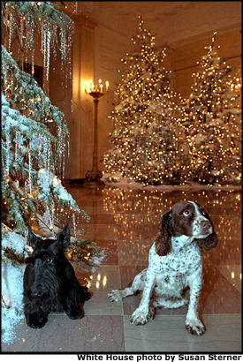 Photo of Barney and Spotty next to a tree in cross hallway. White House photo by Susan Sterner.