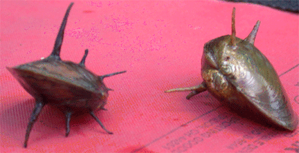two juvenile spinymussels