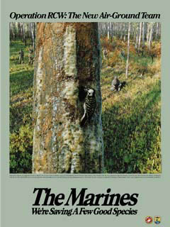 poster showing Marines and red-cockaded woodpecker