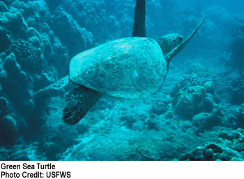 Green Sea Turtle