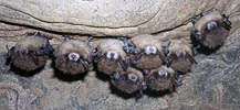 Hibernating Indiana bats.  Credit and contact:  Al Hicks, New York Department of Environmental Conservation