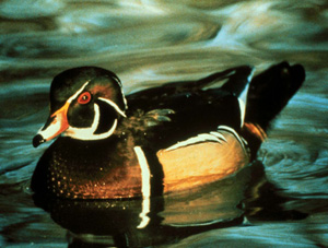 Male Wood Duck