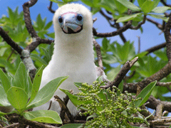 Palmyra Atoll boobie bird