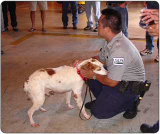  The USDA uses dogs to detect Brown Treesnakes in cargo ships and aircraft.