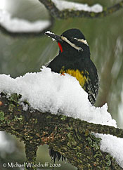 black bird with yellow belly and white head stripes on snow-covered branch