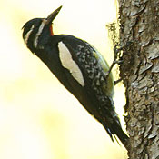 woodpecker-like bird on tree trunk