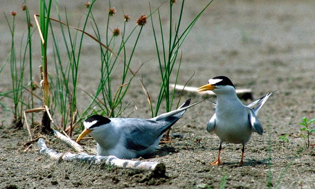 A photo of two Least Tern birds in a sand bar habitat.