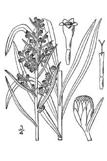 Line Drawing of Artemisia longifolia Nutt.