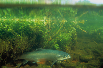 Atlantic Salmon